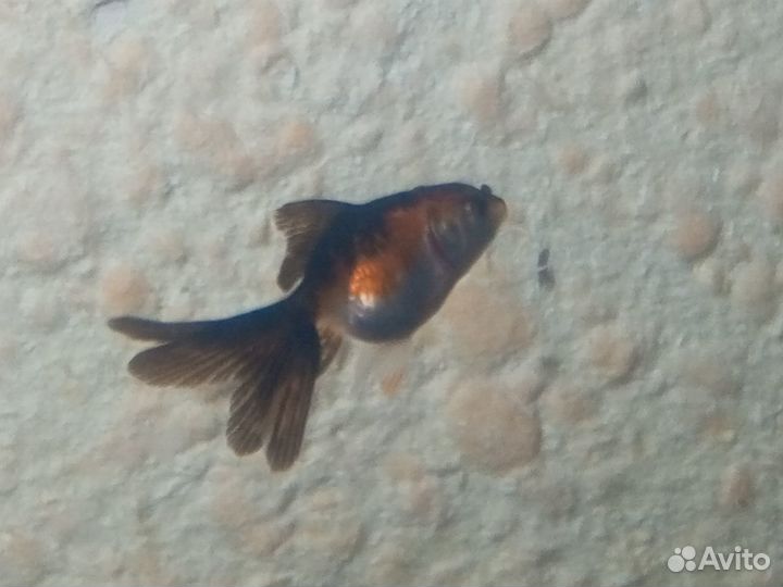 Рыбка оранда