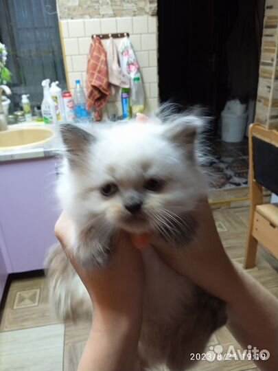 Невская маскарадная