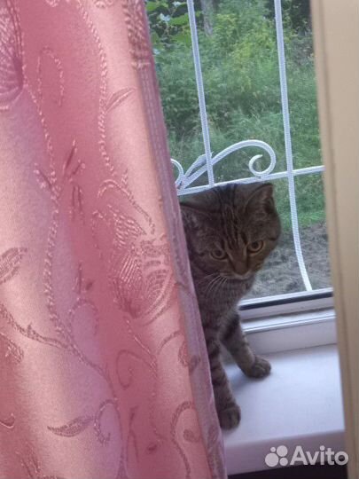 Кошка 9 месяцев с доставкой