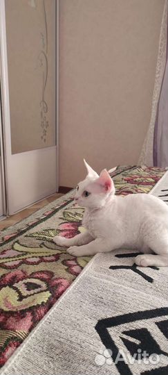 Продаются котята Девон-рекс
