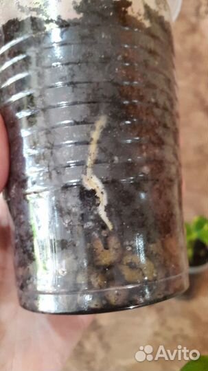 Сциндапсус золотистый Голден Квин