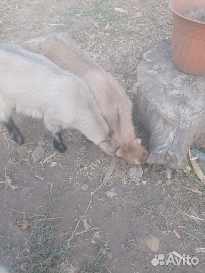 Козлята Ламанчи