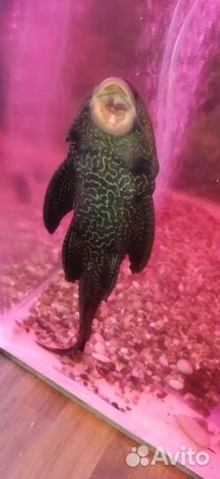 Аквариумные: Рыбки; Креветки; Раки; Растения