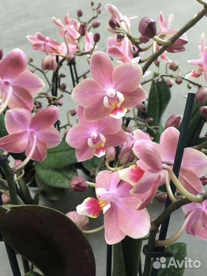 Парфюмерная фабрика коллекция подростки