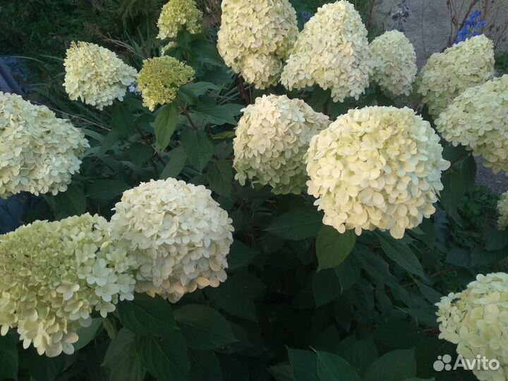 Гортензии срезка