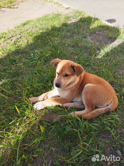 Крупный рыжий щенок