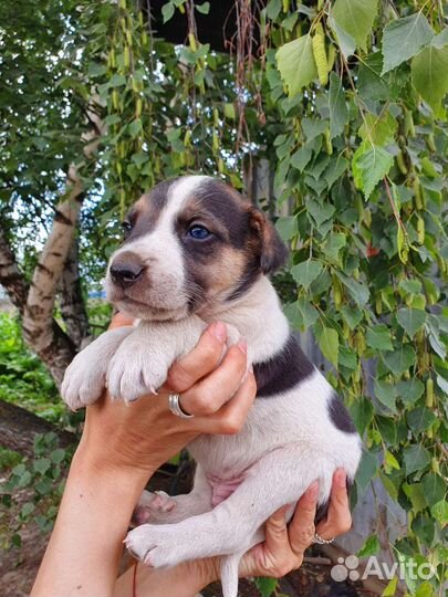 Щенок бесплатно в добрые руки 1 месяц