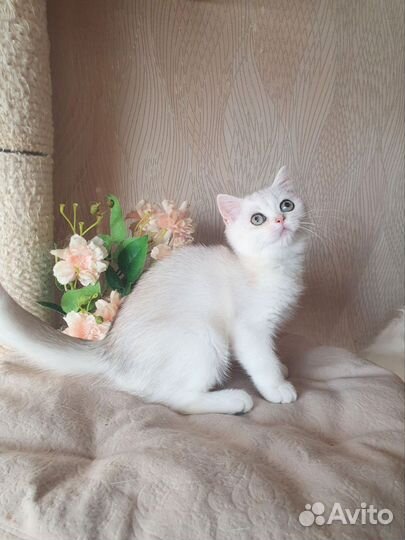 Серебристая шиншилла девочка