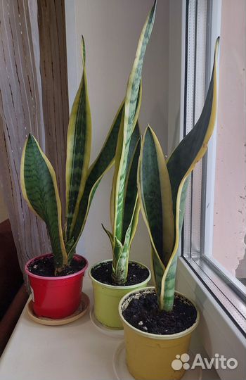 Сансевиерия лауренти