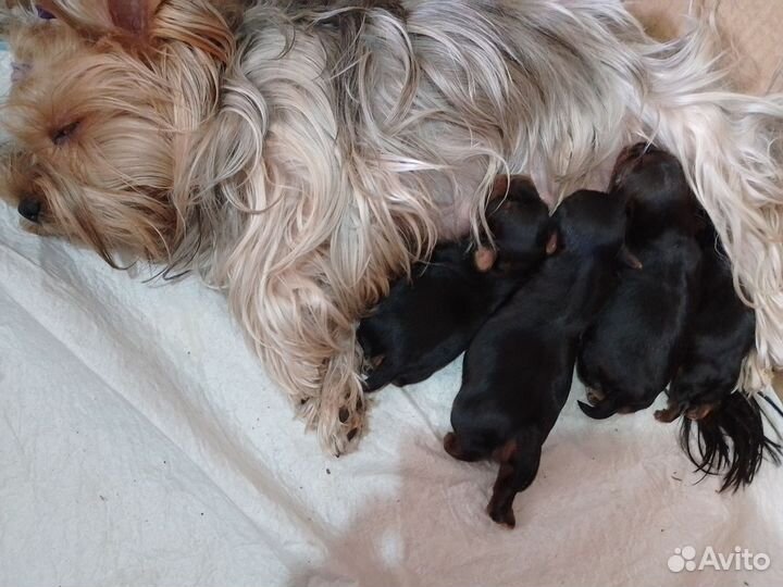 Йоркширский терьер щенки