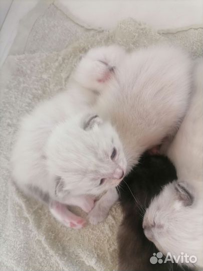 Сиамские котята