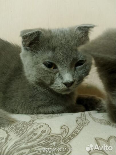 Котята скотиш фолд