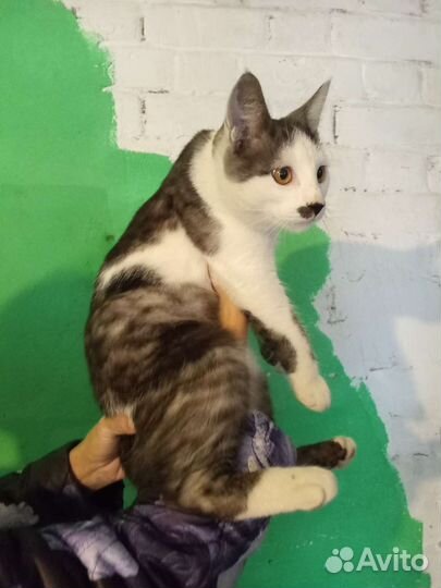 Котик в добрые руки