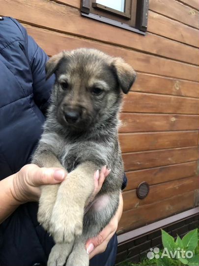 Продаём щенков