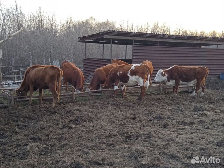 4 коровы, 2 телки, и одна телка стельная