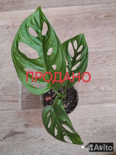 Монстера Манки