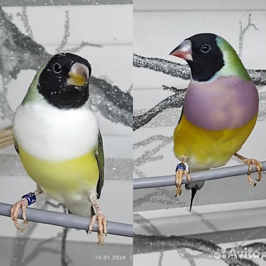 Амадины гульда