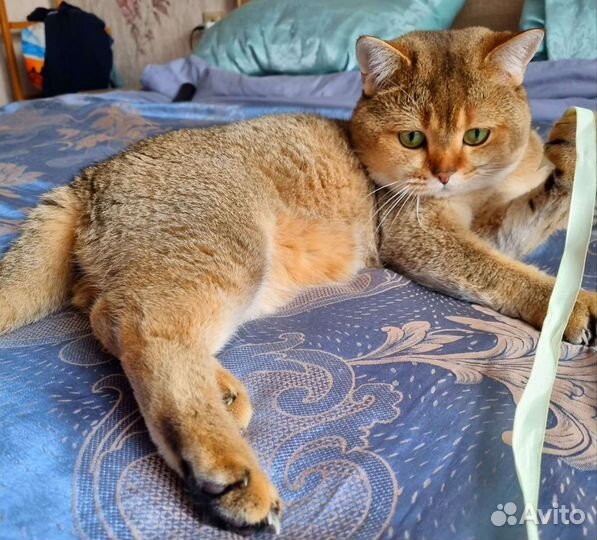 Шотландский кот вязка