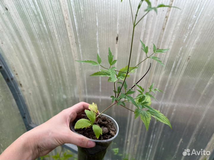 Продам клематис