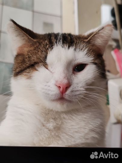 Кошка
