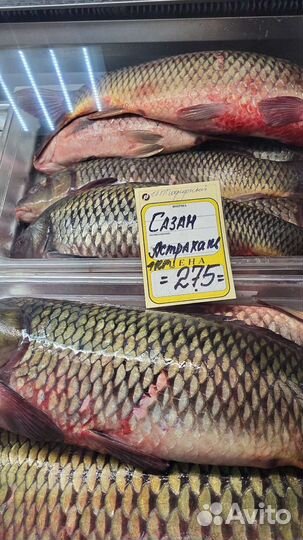 Рыба живая Карп Форель Сазан Судак