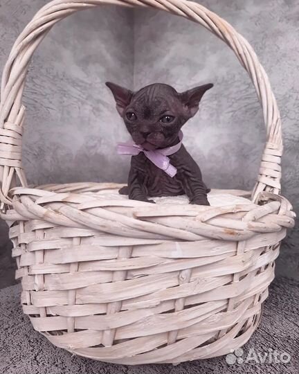 Канадский сфинкс