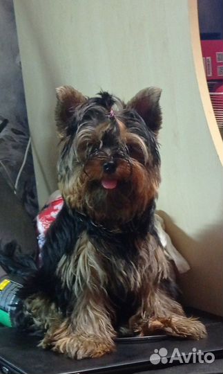 Очаровашки