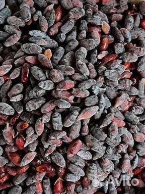 Жимолость саженцы