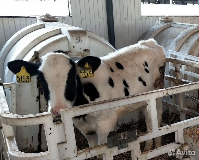 Бычки тёлки