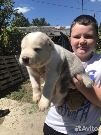 Среднеазиатская овчарка алабай щенки