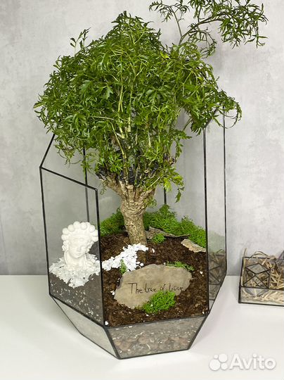 Дерево любви Фрутикоза в осколке