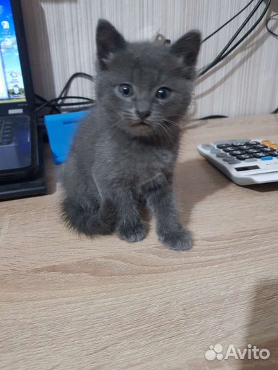 Британская кошка