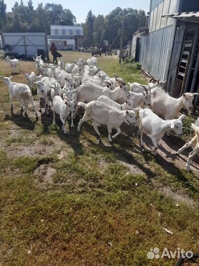 Зааненские козы