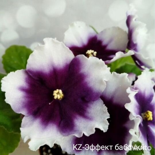 Фиалки, набор деток 5 шт