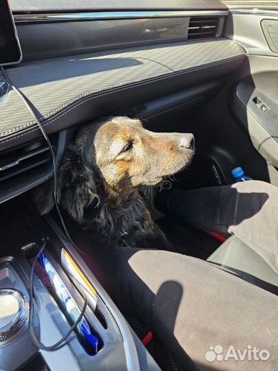 Ксолоитцкуинтли