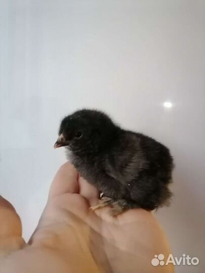 Ухейилюй,кокенхин, легорн,перепёлки