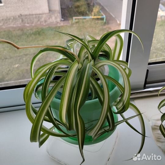 Хлорофитум