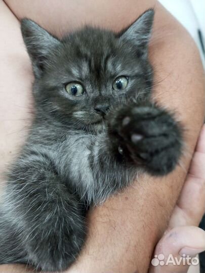 Отдаём котят в добрые руки)