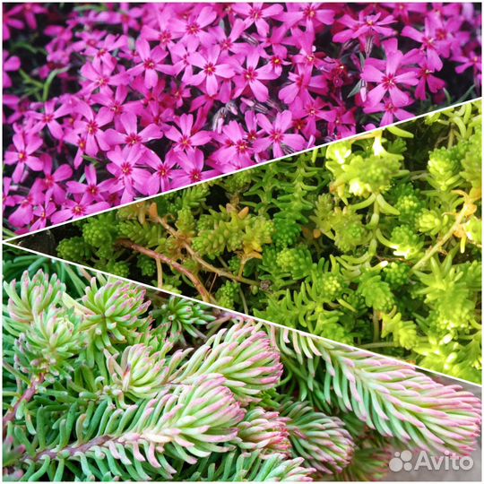 Почвопокровники,примулы,многолетники