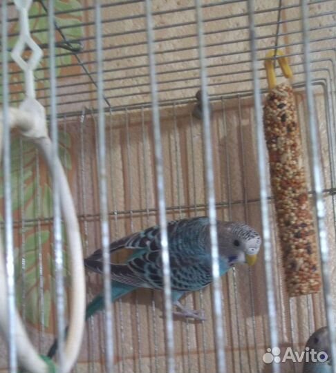 Попугайчик