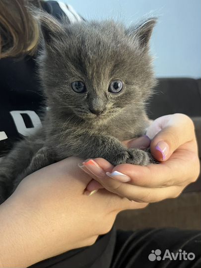 Отдам в добрый руки трёх котят