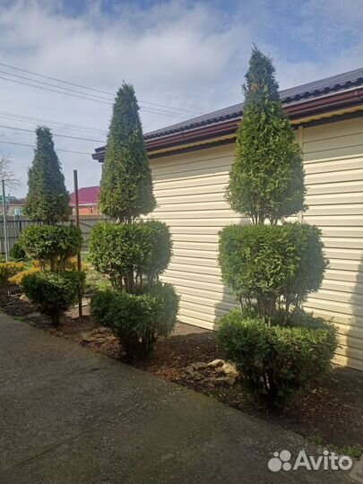 Туя Брабант