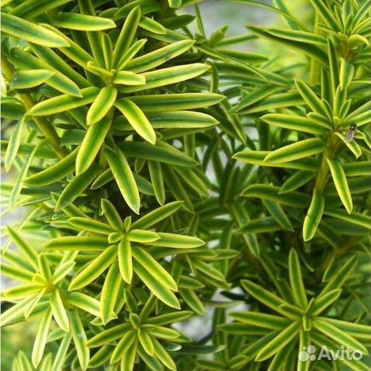 Саженцы ягодного Тиса Давида.можжевельника
