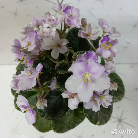 Фиалка мини