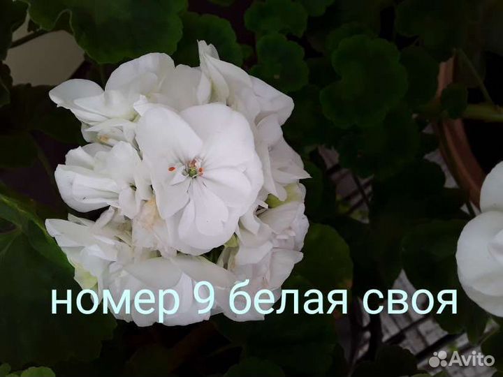 Пеларгония герань