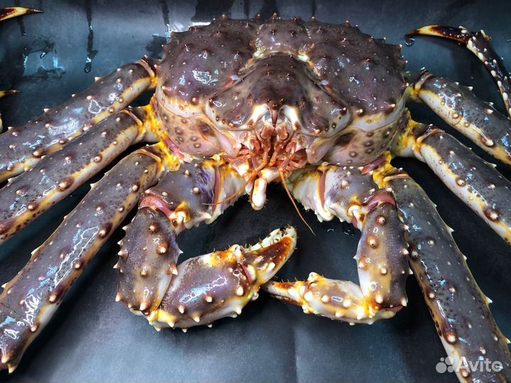 Клешни камчатского краба