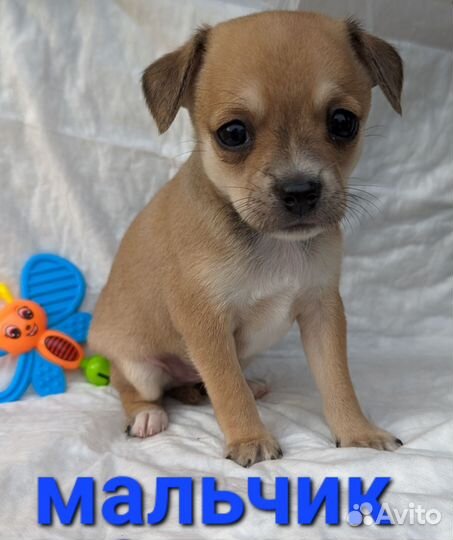 Щенки чихуахуа стандарт