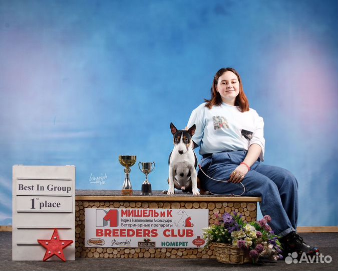 Кобель на вязку миниатюрный бультерьер (мини)