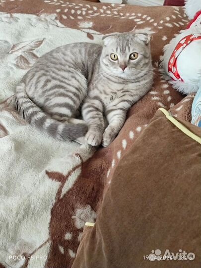 Шотландская вислоухая кошка