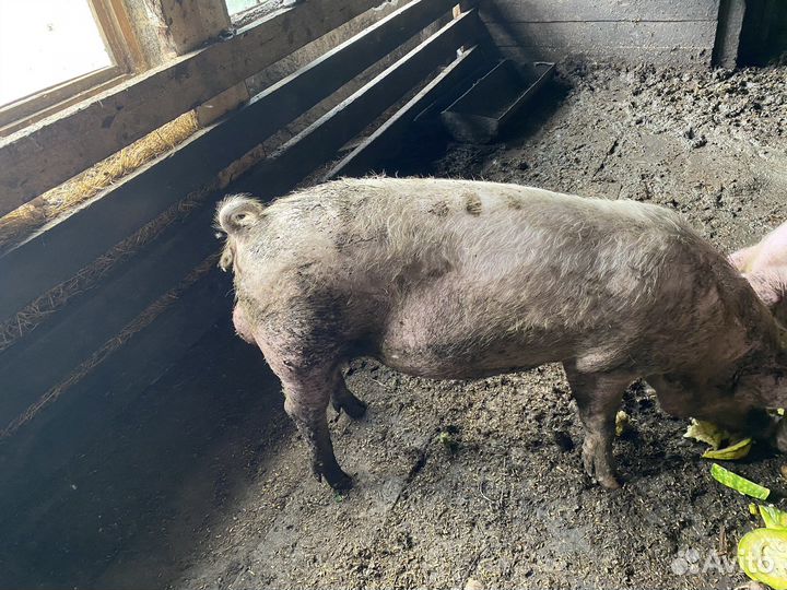 Продам хряка